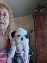 Male and female Shih Tzu Puppies now available for Adoption