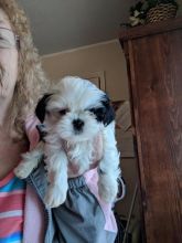 Male and female Shih Tzu Puppies now available for Adoption