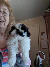 Male and female Shih Tzu Puppies now available for Adoption