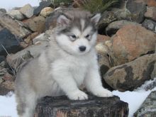 Reg Siberian Husky Puppies With Papers For adoption