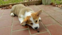 Staggering CKC Registered Pembroke Welsh Corgi Puppies available