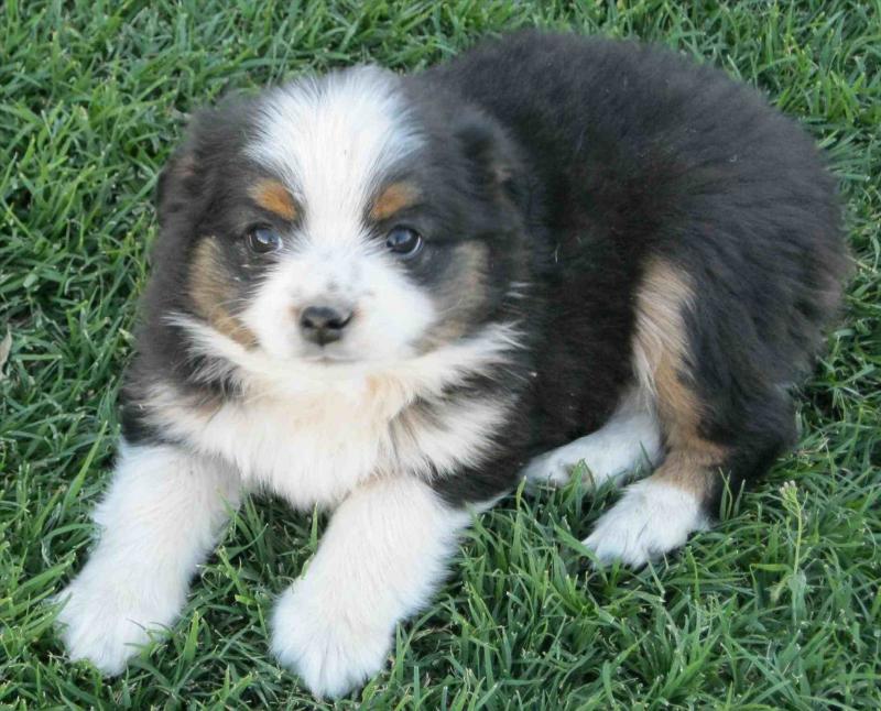 Healthy Male and Female Australian Shepherd puppies looking for Re-homing. Image eClassifieds4u
