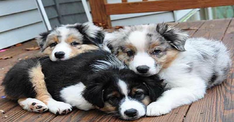 Healthy Male and Female Australian Shepherd puppies looking for Re-homing. Image eClassifieds4u