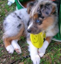 Healthy Male and Female Australian Shepherd puppies looking for Re-homing. Image eClassifieds4u 4