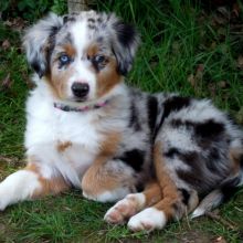 Healthy Male and Female Australian Shepherd puppies looking for Re-homing. Image eClassifieds4u 2