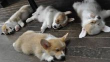Pembroke Welsh Corgi Puppies Sweet & playful corgi for adoption. Image eClassifieds4u 3