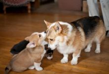Pembroke Welsh Corgi Puppies Sweet & playful corgi for adoption. Image eClassifieds4u 1