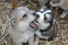 Reg Siberian Husky Puppies With Papers For adoption Image eClassifieds4u 2
