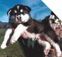 Reg Siberian Husky Puppies With Papers For adoption Image eClassifieds4u 4