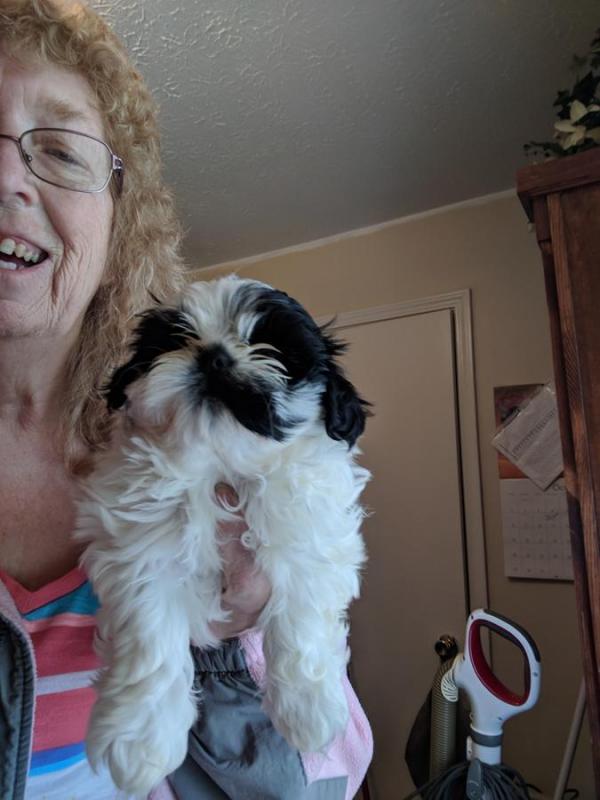 Male and female Shih Tzu Puppies now available for Adoption Image eClassifieds4u