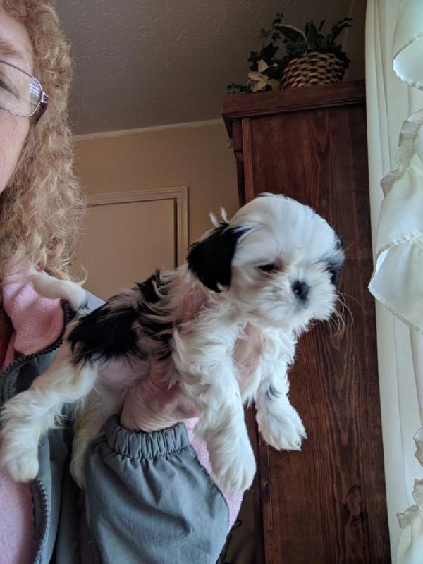 Male and female Shih Tzu Puppies now available for Adoption Image eClassifieds4u