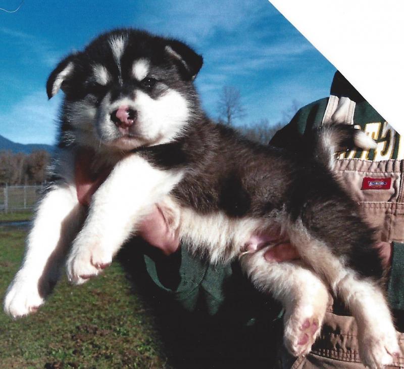 Reg Siberian Husky Puppies With Papers For adoption Image eClassifieds4u