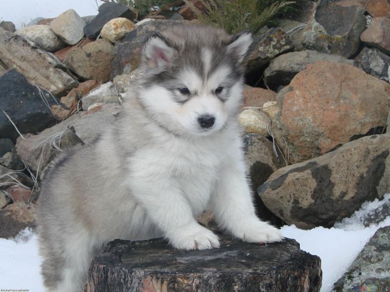 Reg Siberian Husky Puppies With Papers For adoption Image eClassifieds4u