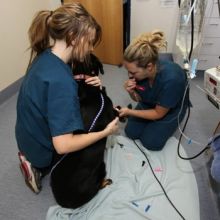 Your Pets Are In Good Hands At North Turramurra Vet