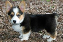 11 weeks old pembroke welsh corgi