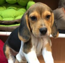 Adorable Beagle puppies