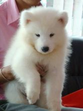 AKC registered male and female Samoyed Puppies