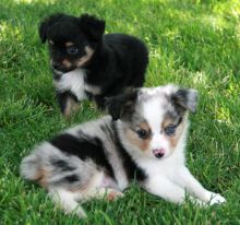 Charming Australian Shepherd puppies
