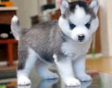 male and female Pomsky puppies