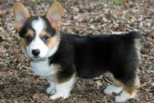 11 weeks old pembroke welsh corgi Image eClassifieds4U