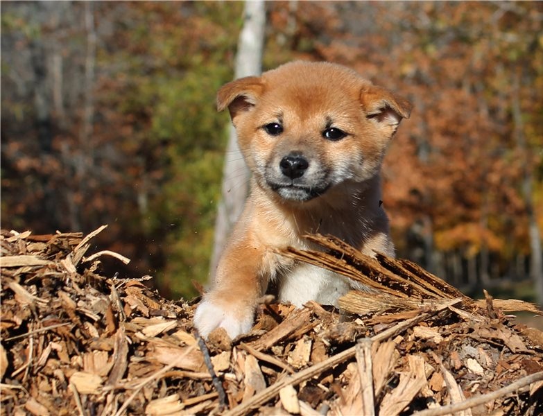 male and female Shiba Inu puppies Image eClassifieds4u