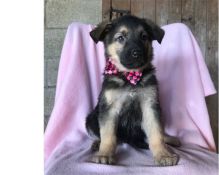 Beautiful German Shepherd puppies