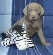 beautiful weimaraner pups..(612) 470-8177