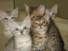 Healthy Bengal Kittens available..(612) 470-8177