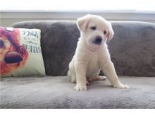 males and females labrador Puppies