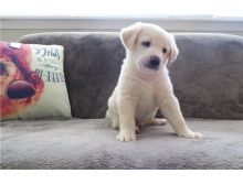 males and females labrador Puppies