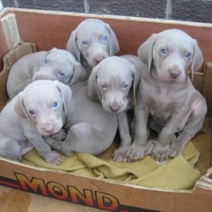 beautiful weimaraner pups..(612) 470-8177 Image eClassifieds4u