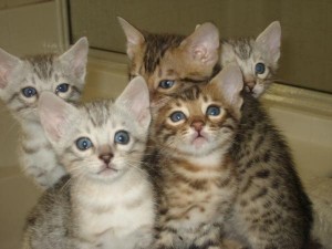 Healthy Bengal Kittens available..(612) 470-8177 Image eClassifieds4u