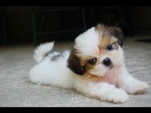 Adorable Male And Female Shih Tzu Puppies