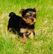 Available yorkie Puppies