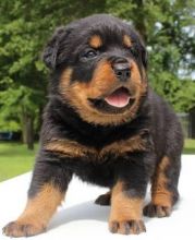 Beautiful Male and Female Rottweiler Puppies