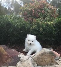 Beautiful Pomeranian puppies Available