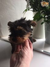 Excellent CKC Registered Yorkshire Terrier Puppies for Adoption