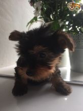 Excellent CKC Registered Yorkshire Terrier Puppies for Adoption