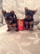 Excellent CKC Registered Yorkshire Terrier Puppies for Adoption