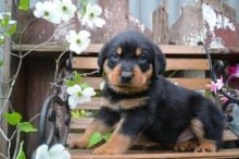 Cute Male/Female CKC Rottweiler puppies for FREE Adoption.