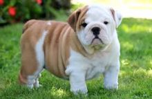 Gorgeous English Bulldog puppies available