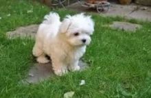 Gorgeous white Maltese Puppies