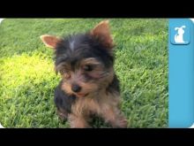 Lovely Face Yorkie Puppies