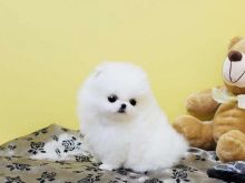 Male and Female Awesome T-Cup Pomeranian Puppies For Adoption