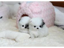 Male and Female Awesome T-Cup Pomeranian Puppies For Adoption