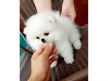 Male and Female Awesome T-Cup Pomeranian Puppies For Adoption