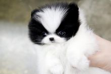 Male and Female Awesome T-Cup Pomeranian Puppies For Adoption