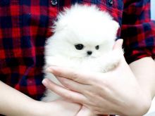 Male and Female Awesome T-Cup Pomeranian Puppies For Adoption