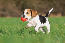 Quality Registered beagle puppies