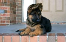 Quality Registered European German shepherd Puppies